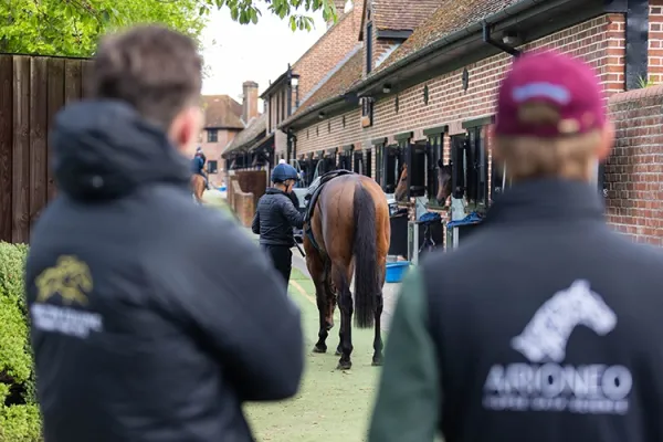 Consultancy and Sales